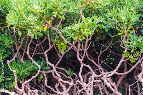 Fototapeta A park on the seafront in Sveti Stefan Montenegro, a green mangrove hedge. Vegetation of the Adriatic coast of Budva