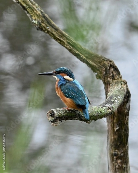 Fototapeta lilac breasted roller