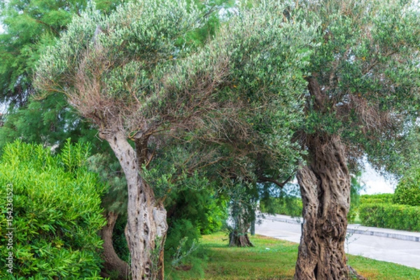 Fototapeta Olive trees in the Waterfront Park in Sveti Stefan, Montenegro. Plants of the Adriatic coast