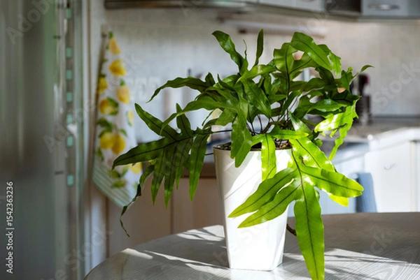 Fototapeta Fern Microsorum diversifolium( kangaroo paw) in white tall pot stands on kitchen table in rays of morning sun. Decorating interior of house with live plants. Selective focus. Close up.