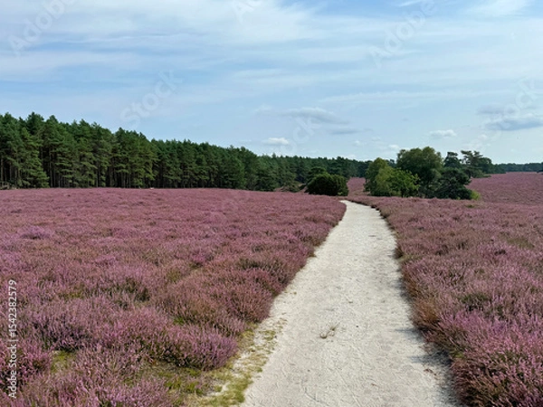 Obraz Hiking trail in the Südheide Nature Park in southern part of the cHeath in North Germany.