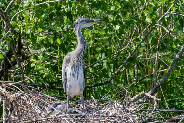 Fototapeta Jonge Blauwe Reiger in Nest - Juvenile Grey Heron in Nest