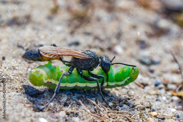 Fototapeta Ammophila-graafwesp met verlamde nachtvlinderrups – Ammophila digger wasp with paralyzed moth caterpillar