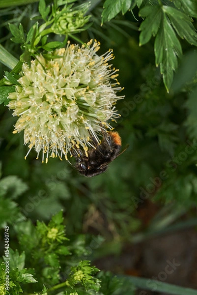 Fototapeta Bumblebee collects pollen and nectar from the inflorescences of perennial onions. Summer.