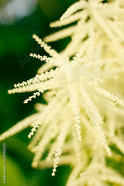 Fototapeta dew on grass