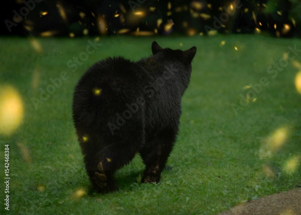 Obraz Smoky Mountain Black Bear with Lightning Bugs