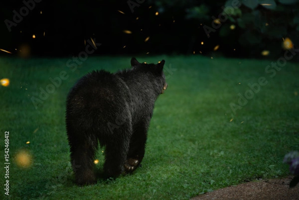 Fototapeta Black Bear with Synchronic Fireflies 