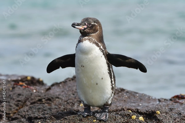 Fototapeta Galápagos Penguin
