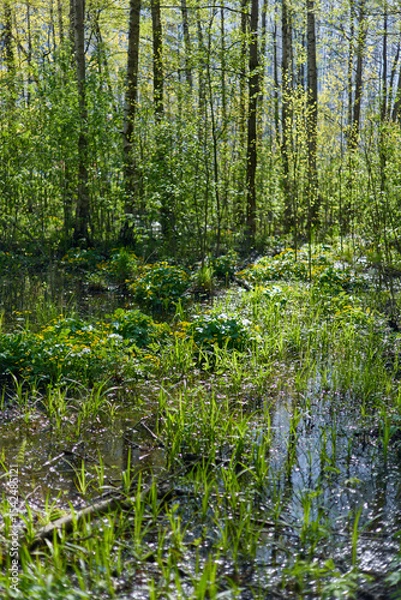 Fototapeta water lakes in a spring forest in sunny weather, reflection of trees on the surface of the water
