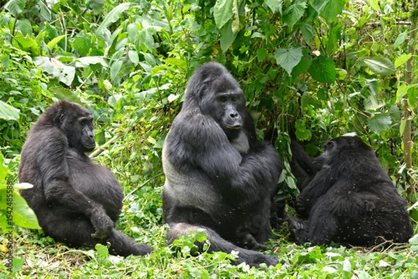 Fototapeta Gorilla Family with Silverback in Bwindi Impenetrable National Park, Uganda
