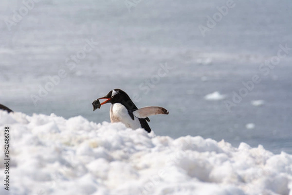 Fototapeta Gentoo Penguin Carrying Rock in Mouth to Build Nest