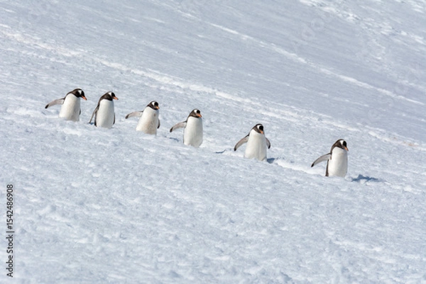 Fototapeta Gentoo Penguins Marching Downhill in Antarctica