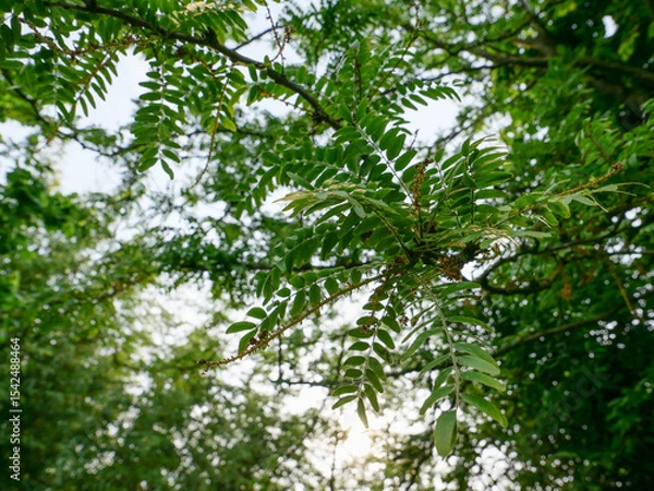 Obraz carob tree against the sky background