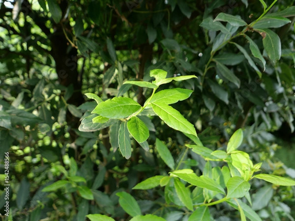 Obraz laurel bay tree leaves