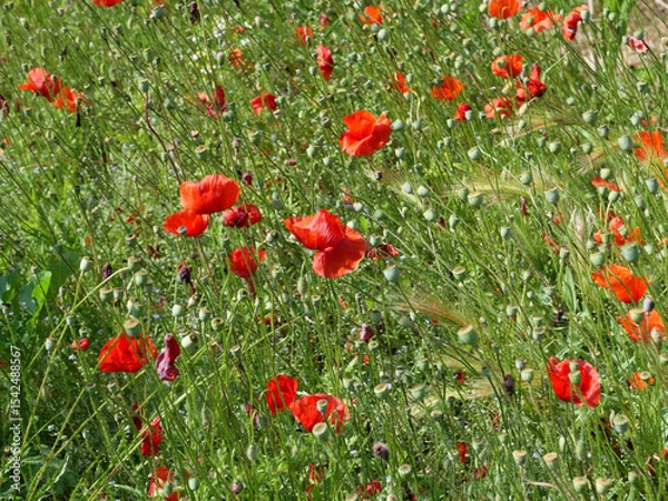 Obraz field of red poppies background
