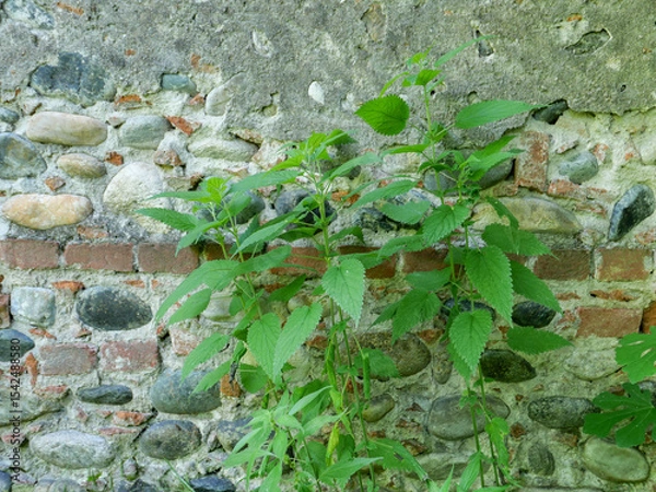Obraz stinging nettle plant in front of old wall