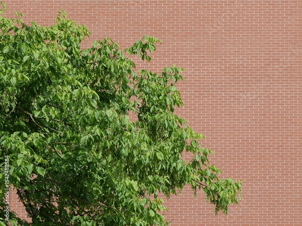 Obraz tree in front of wall background