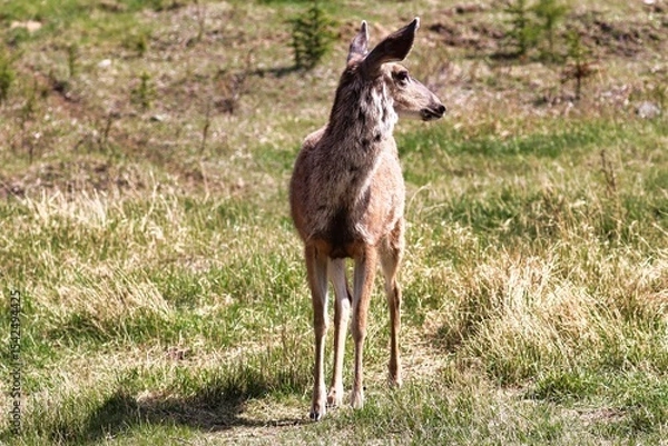 Fototapeta Yukon Territories, Canada