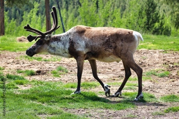 Fototapeta Yukon Territories, Canada
