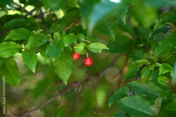 Obraz Cherry silverberry (Elaeagnus multiflora) berries.
Elaeagnaceae deciduous tree. The berries, which ripen red from May to July, are edible accessory fruit.