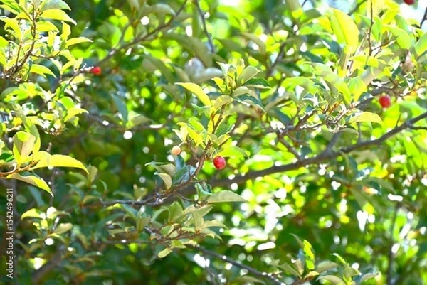 Obraz Cherry silverberry (Elaeagnus multiflora) berries.
Elaeagnaceae deciduous tree. The berries, which ripen red from May to July, are edible accessory fruit.