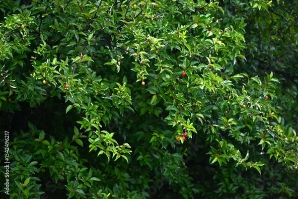 Obraz Cherry silverberry (Elaeagnus multiflora) berries.
Elaeagnaceae deciduous tree. The berries, which ripen red from May to July, are edible accessory fruit.