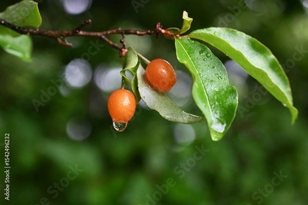 Obraz Cherry silverberry (Elaeagnus multiflora) berries.
Elaeagnaceae deciduous tree. The berries, which ripen red from May to July, are edible accessory fruit.