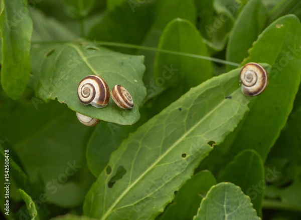 Fototapeta Closeup of small striped snails (Xerolenta obvia) on green leaves in nature. Macro photo of spiral shells and fresh foliage