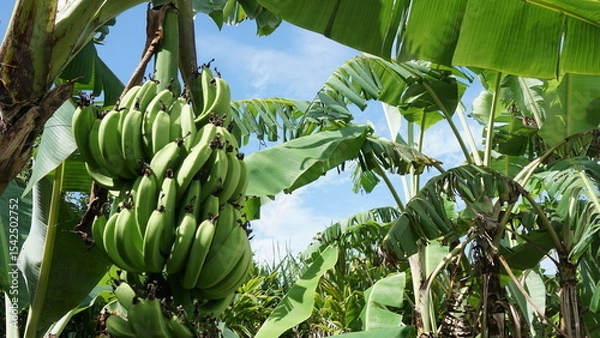 Obraz ジャングルに育つバナナ