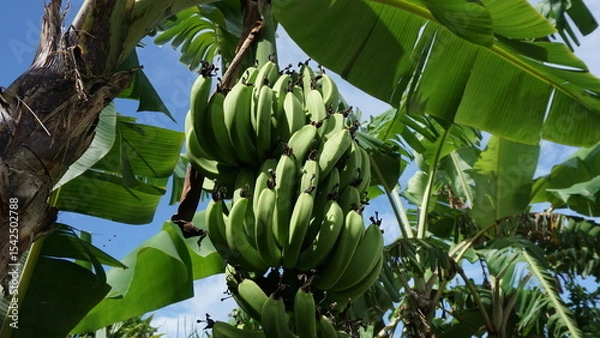 Obraz 夏風景、南国風景、南国植物バナナ