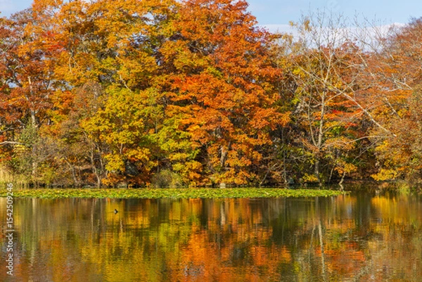 Obraz 日本の風景・秋　北海道　紅葉の大沼公園