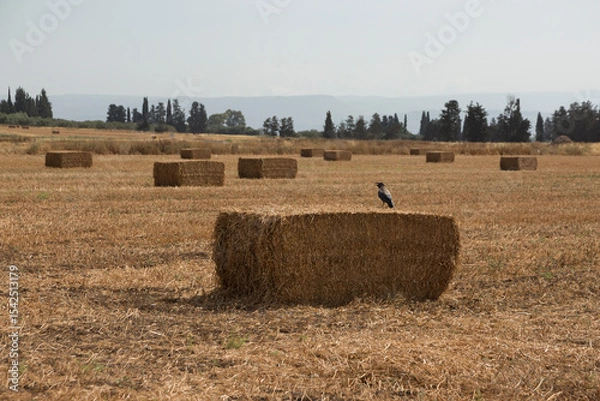 Fototapeta Background with many scattered haystacks on a field