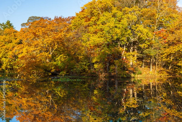 Fototapeta 日本の風景・秋　北海道　紅葉の大沼公園