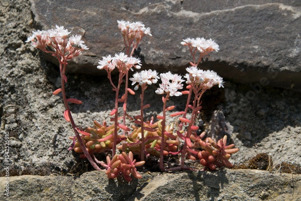Obraz Weißer Mauerpfeffer an Mauer