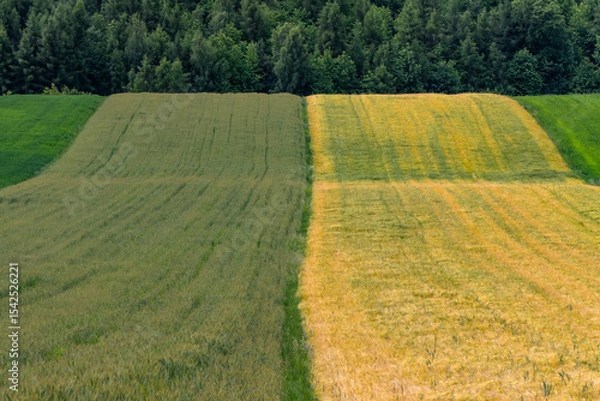 Obraz Top view of contrasting green and golden crop fields with forest in the background. Symmetrical rural landscape showing stages of growth and seasonal transition in agriculture