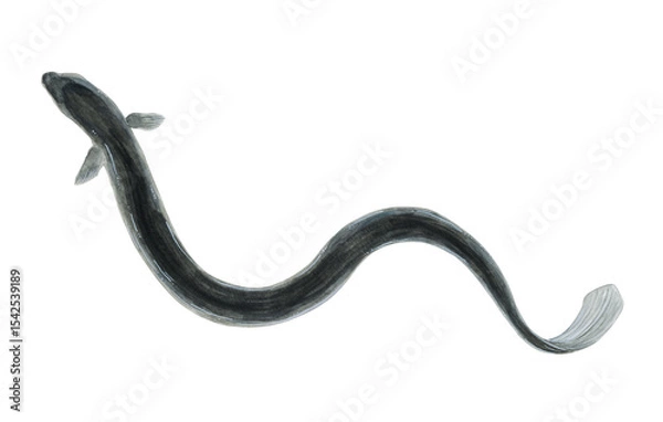 Fototapeta 水彩で描いたウナギのイラスト