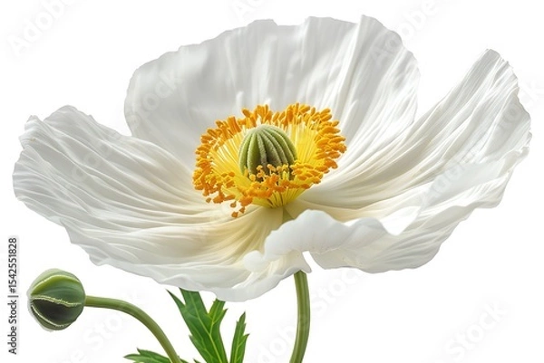 Obraz Delicate White Poppy Flower with Yellow Stamens on a Transparent Background