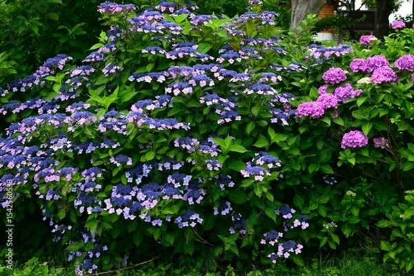 Obraz Hydrangea flower. Seasonal flower background material. It is a flower that brightens up the gloominess of the rainy season and is a seasonal feature of Japan.