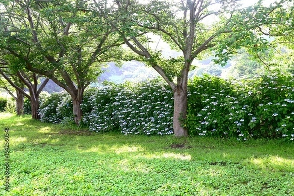 Obraz Hydrangea flower. Seasonal flower background material. It is a flower that brightens up the gloominess of the rainy season and is a seasonal feature of Japan.