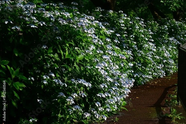 Obraz Hydrangea flower. Seasonal flower background material. It is a flower that brightens up the gloominess of the rainy season and is a seasonal feature of Japan.
