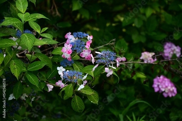 Obraz Hydrangea flower. Seasonal flower background material. It is a flower that brightens up the gloominess of the rainy season and is a seasonal feature of Japan.