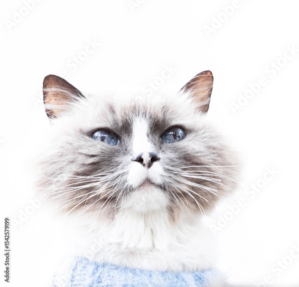 Obraz cat with blue eyes