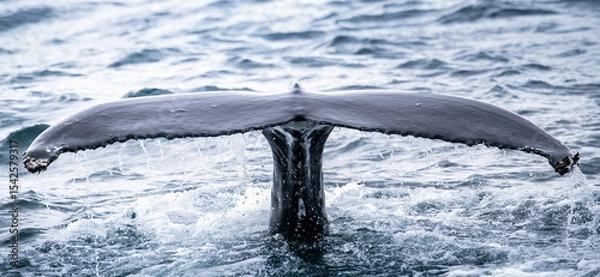 Obraz humpback whale fins in the water