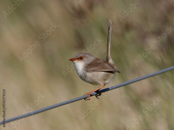 Fototapeta  Superb Fairywren (Malurus cyaneus) perched on a fence wire with bokeh background.