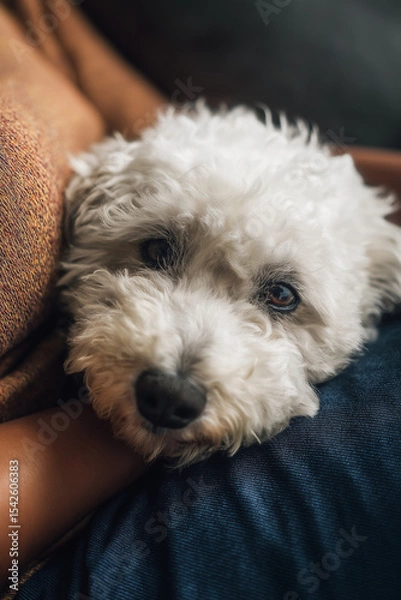 Obraz A close-up of a fluffy white dog resting its head on someone's lap, showing a calm and affectionate moment.