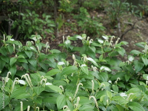 Obraz ハンゲショウ