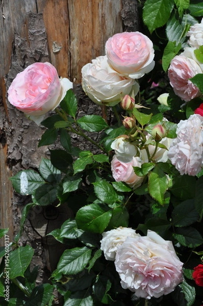 Obraz Beautiful elegant pink and white roses in bloom