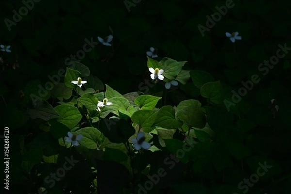 Obraz Fish mint flowers growing in clusters in the forest. The flowers have a unique smell, but their four bracts are arranged in a crisscross pattern, giving them a pure beauty.