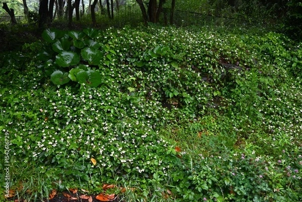 Obraz Fish mint flowers growing in clusters in the forest. The flowers have a unique smell, but their four bracts are arranged in a crisscross pattern, giving them a pure beauty.
