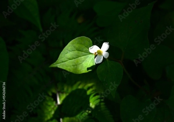 Obraz Fish mint flowers growing in clusters in the forest. The flowers have a unique smell, but their four bracts are arranged in a crisscross pattern, giving them a pure beauty.